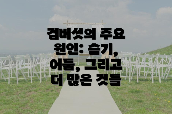 검버섯의 주요 원인: 습기, 어둠, 그리고 더 많은 것들